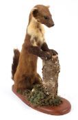 A taxidermy Pine Marten,