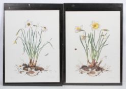 Two signed limited edition botanical prints by Graham Rust, depicting Narcissi, Pheasant Eye,