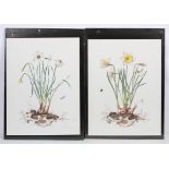 Two signed limited edition botanical prints by Graham Rust, depicting Narcissi, Pheasant Eye,