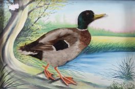 A taxidermy mallard,