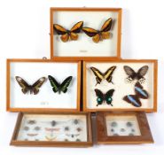 A collection of framed taxidermy butterflies and insects of entomological interest,