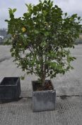 A large potted plant in concrete square section jardiniere, the jardiniere,