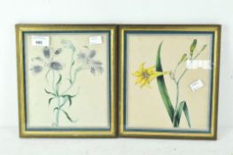 A pair of botanical watercolour studies attibuted to Fanny Wyatt, 1829, both featuring flowers,