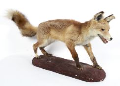 A taxidermy fox, naturalistically modelled standing on a painted composite rocky mound,