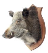A taxidermy Lithuanian Wild Boar's head,