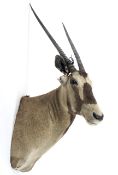 An early 20th century Taxidermy Oryx, with brown eyes,