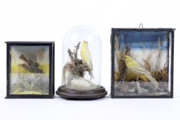 Three taxidermy birds, each naturalistically modelled perched amongst foliage,