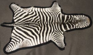 A zebra hide mounted on black felt backing,