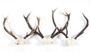 Three pairs of red deer antlers and skulls,