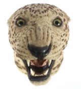 A taxidermy leopard's head, early 20th century, modelled bearing its teeth,