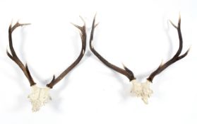 Two pairs of red deer antlers and skulls,
