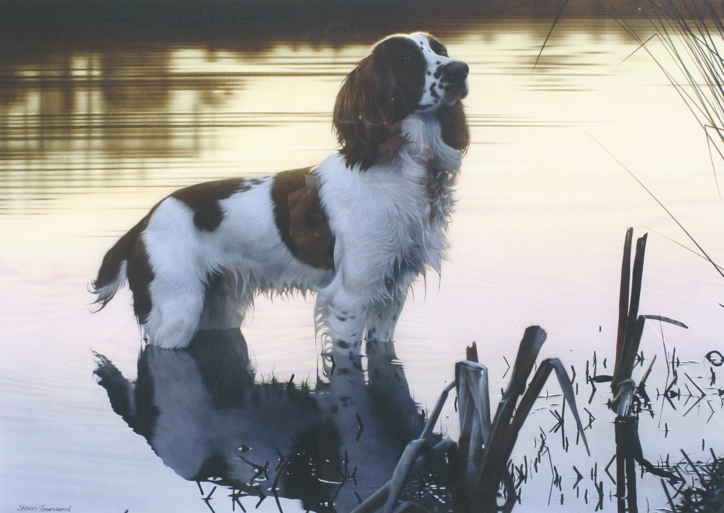 Two Steven Townsend prints of spaniels and one of a Labrador, - Image 4 of 4