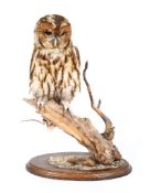 A Taxidermy Tawny Owl, naturalistically perched on a branch, on stepped oval oak base,