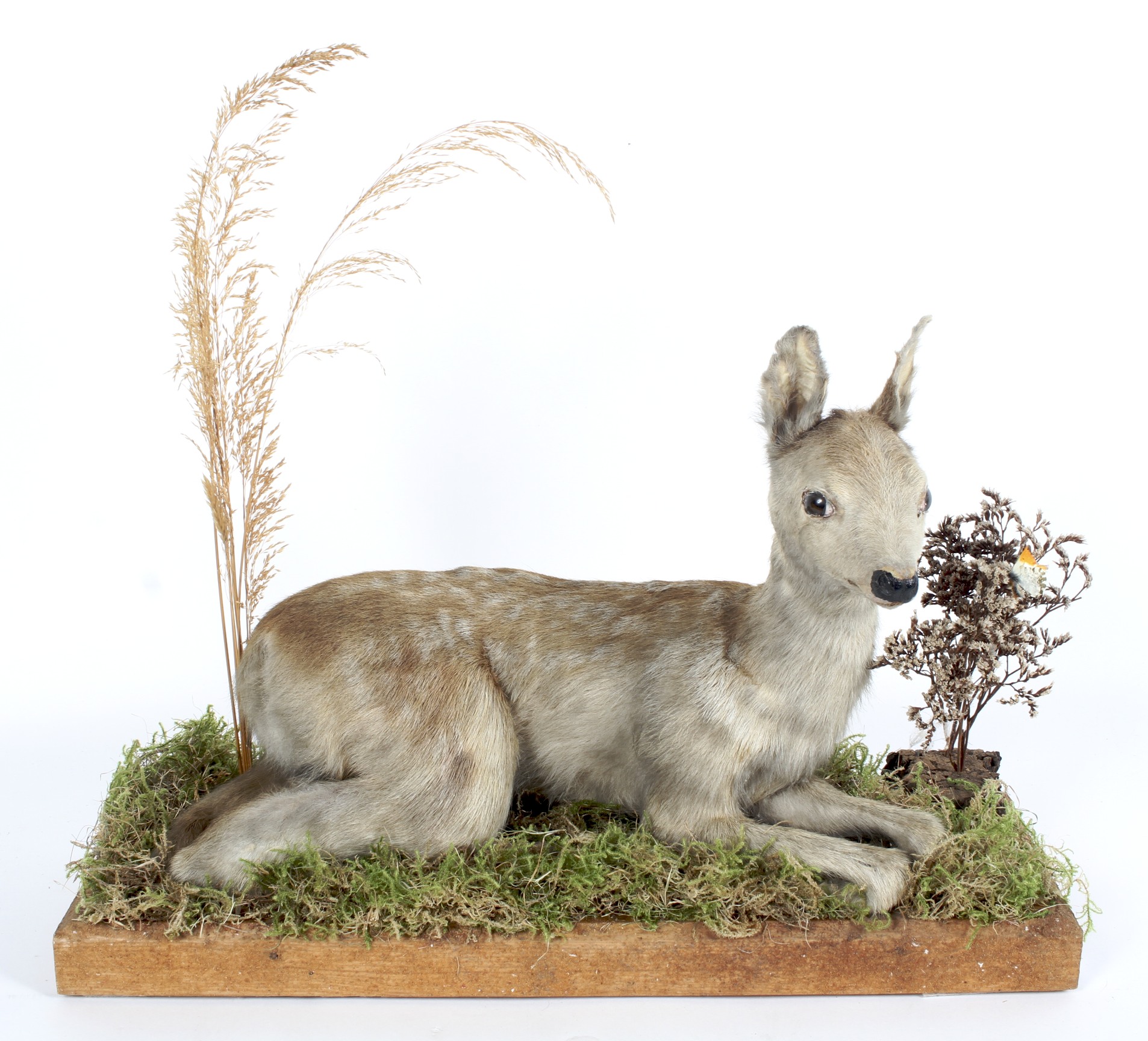 A taxidermy fallow deer in recumbent pose,