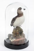 A taxidermy juvenile puffin within a glass dome and on an ebonised base,