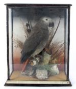 A taxidermy African grey parrot in glazed display cabinet,