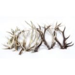 A large collection of stag antlers,