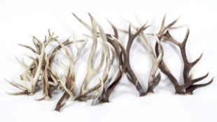 A large collection of stag antlers,