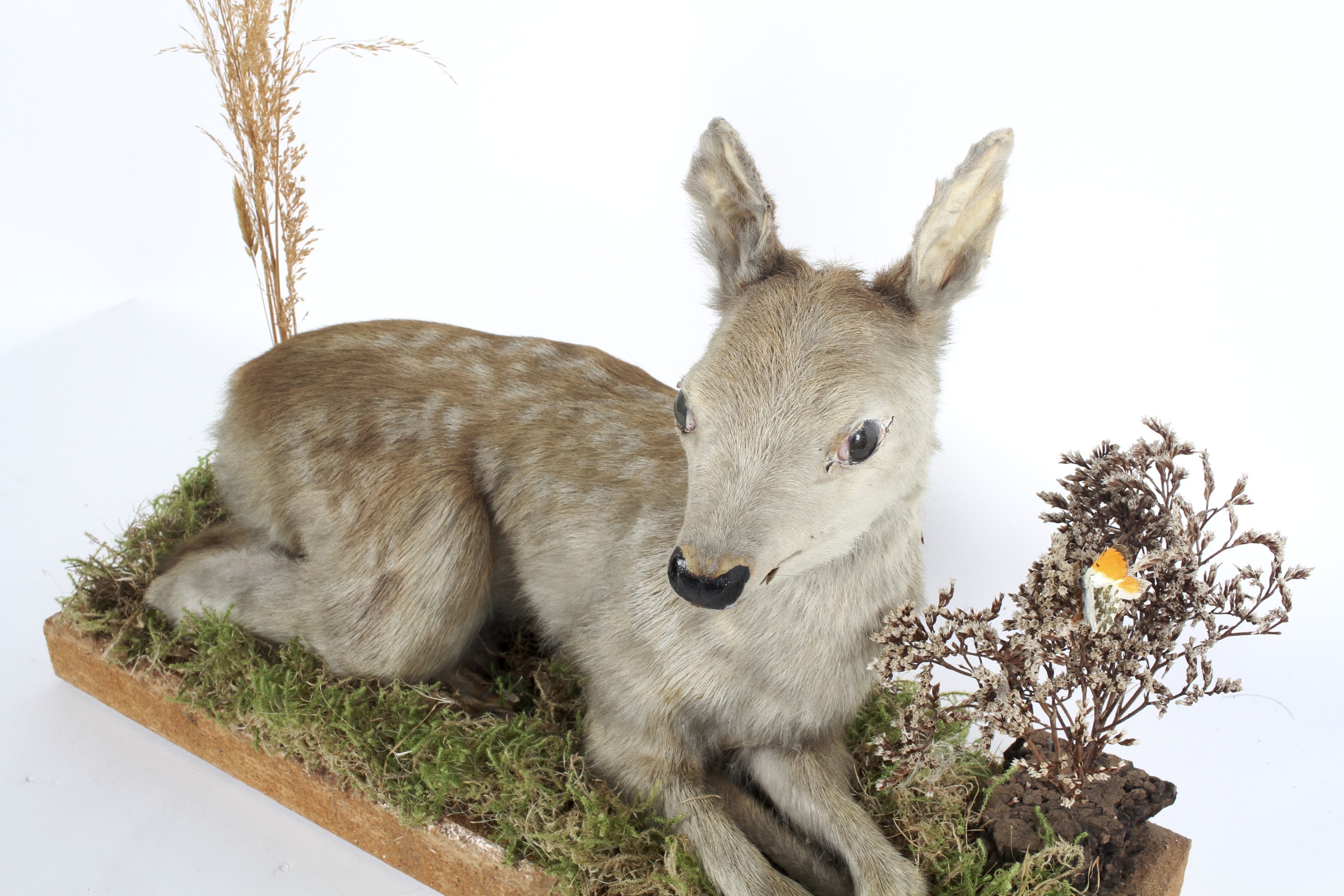 A taxidermy fallow deer in recumbent pose, - Image 2 of 2