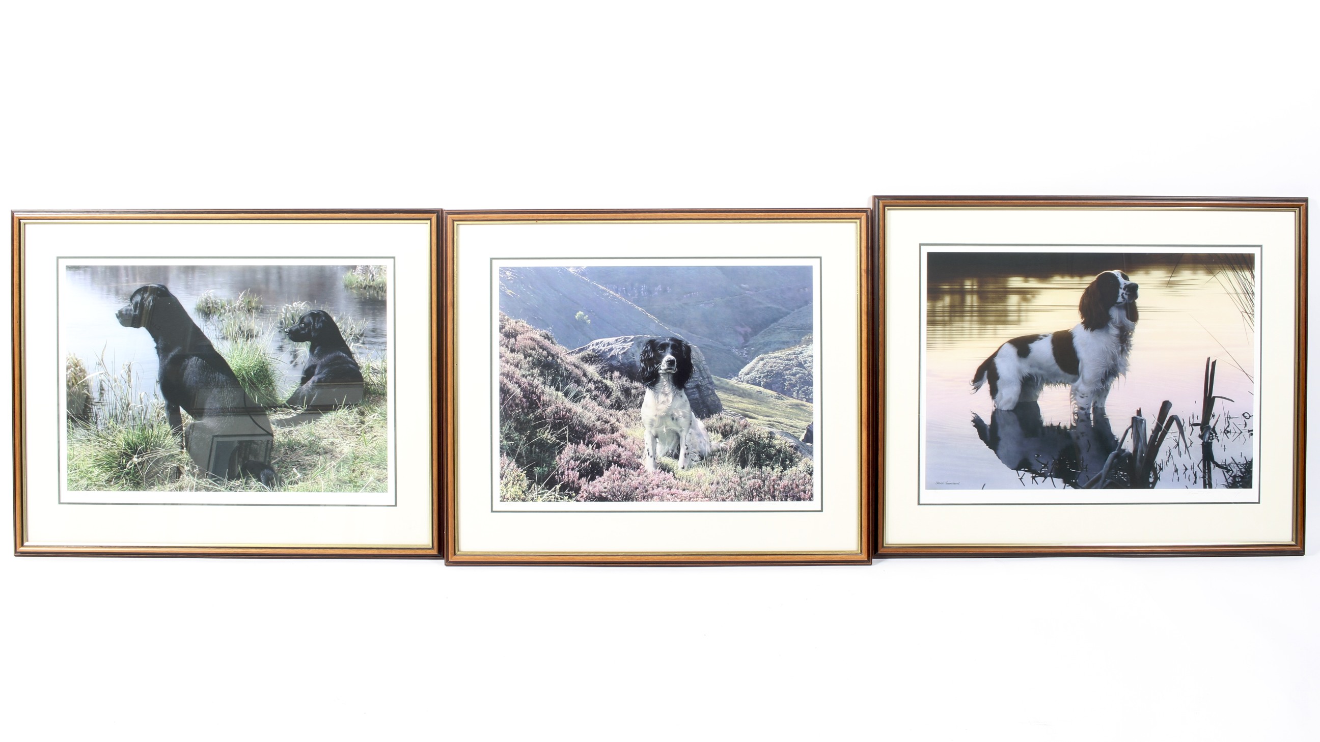 Two Steven Townsend prints of spaniels and one of a Labrador,