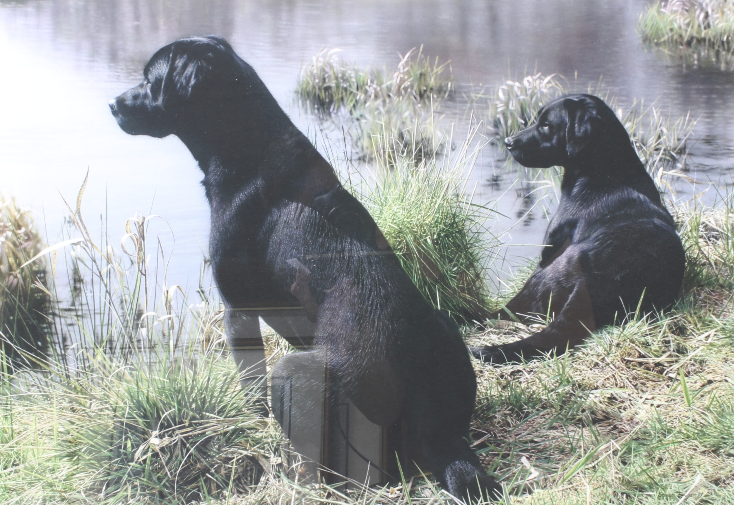 Two Steven Townsend prints of spaniels and one of a Labrador, - Image 2 of 4