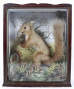 A taxidermy red squirrel in wooden glazed display case,