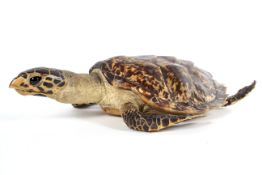 A taxidermy sea turtle, early 20th century,