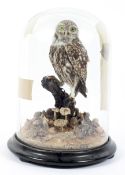 A Taxidermy Little Owl under glass dome and ebonised base,