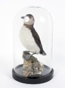 A taxidermy juvenile puffin within a glass dome and on an ebonised base,