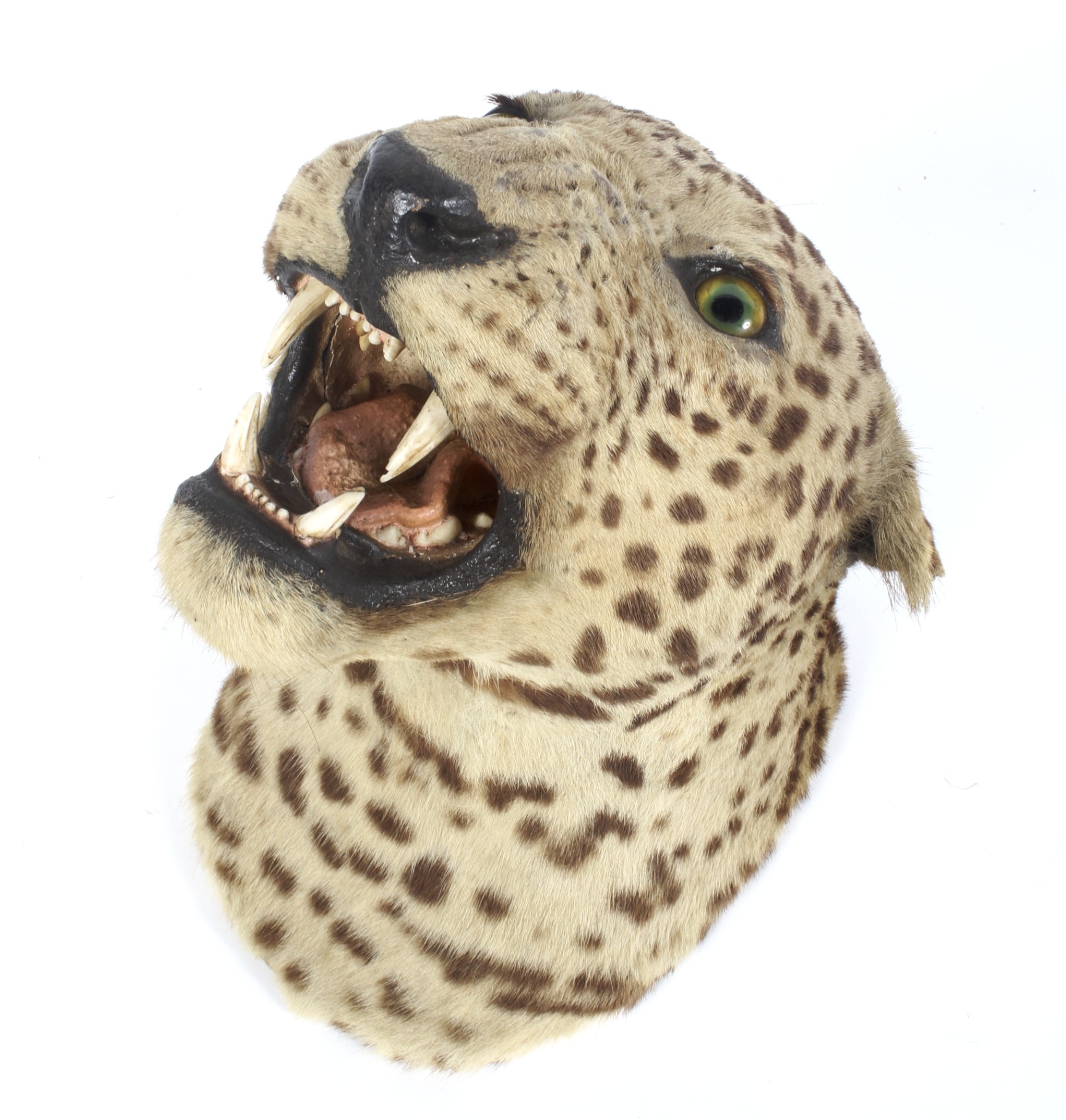 A taxidermy leopard's head, early 20th century, modelled bearing its teeth, - Image 2 of 2
