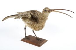 A taxidermy curlew,