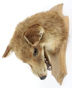 A taxidermy fox's head on an oak shield-shaped mount, with mouth open revealing teeth,