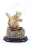 A taxidermy red squirrel, seated on its rear feet and holding a pinecone in its claws,