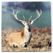 Stag print on canvas, unframed,