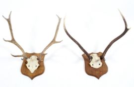 Two pairs of oak-mounted red deer antlers, each on shield-shaped backs,