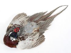 A taxidermy pheasant wall hanging, with plumage displayed and head turned to the right,