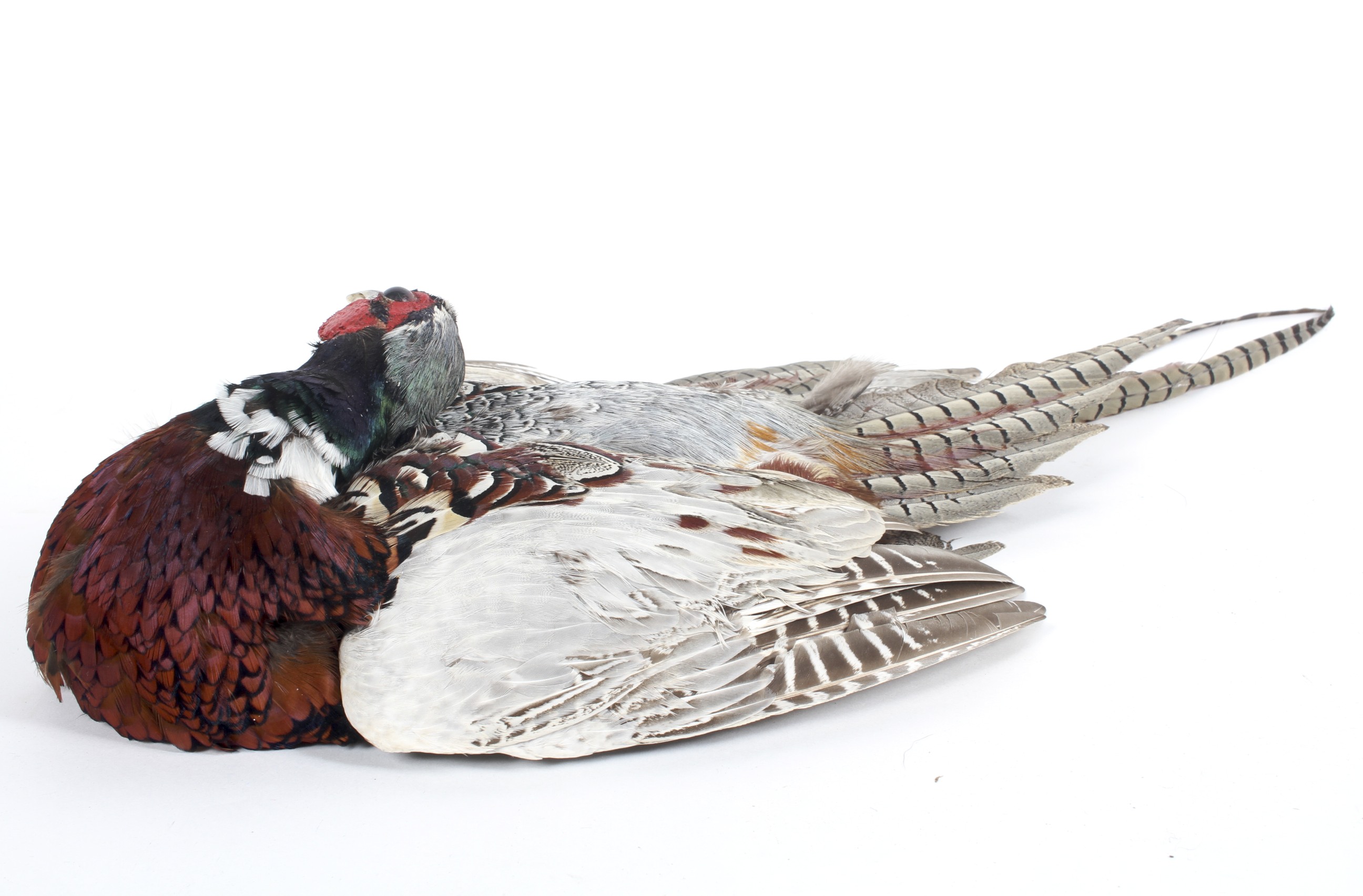 A taxidermy pheasant wall hanging, with plumage displayed and head turned to the right, - Image 2 of 2