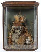A pair of taxidermy red squirrels in an oak glazed hanging wall cabinet, by Mike Gadd (Taxidermist),