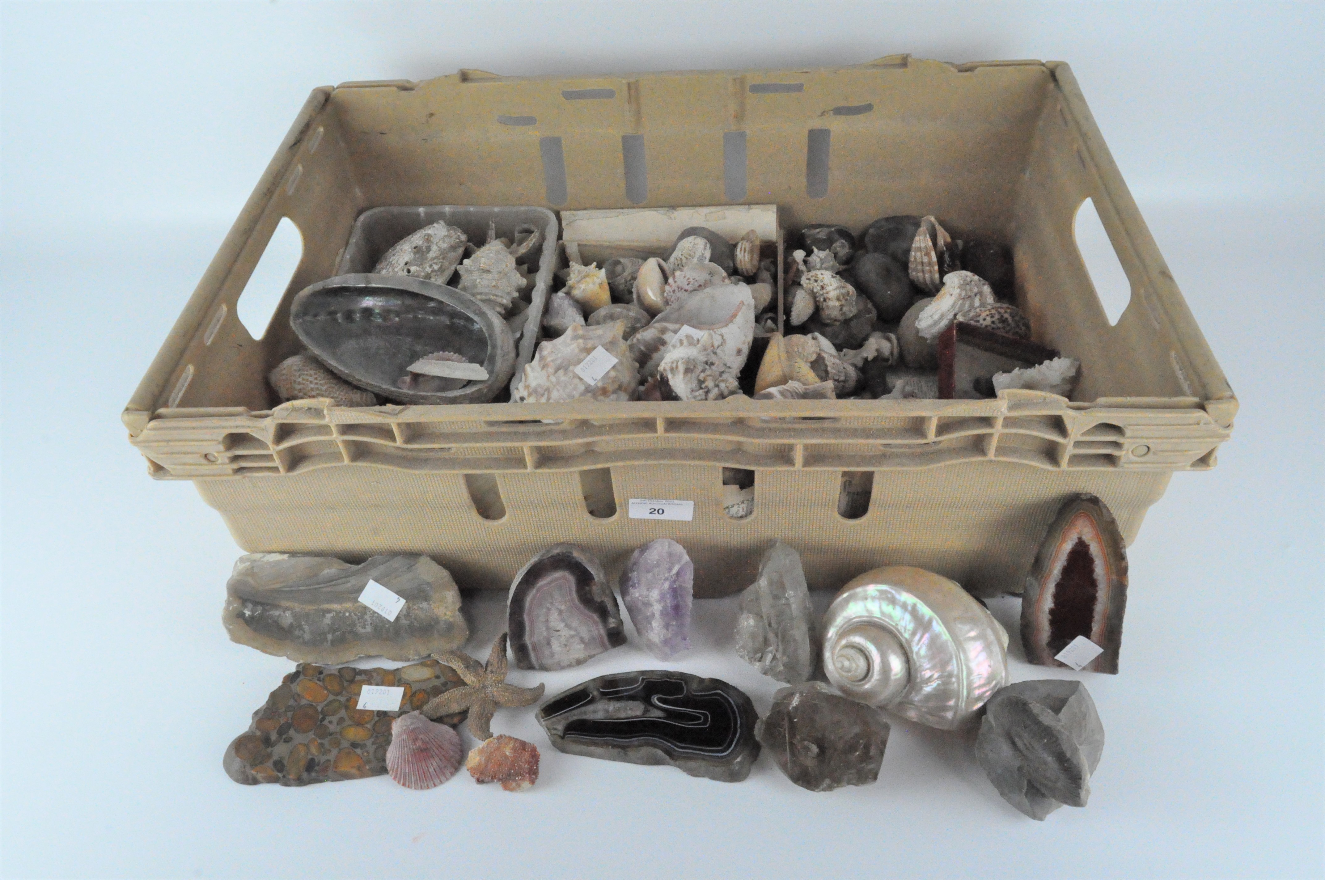 A large collection of Victorian fossils, shells,