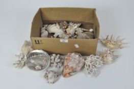 A collection of vintage shells and corals,
