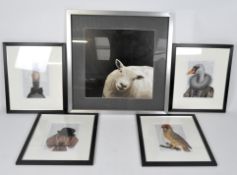 A collection of four 20th century prints of animals and another of a sheep, framed and glazed