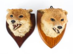 Two taxidermy fox heads, each naturalistically modelled bearing their teeth,