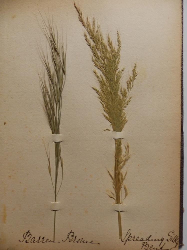 A Victorian scrap album, a smaller album containing 30 dried specimens of grasses, a family photo - Bild 11 aus 12