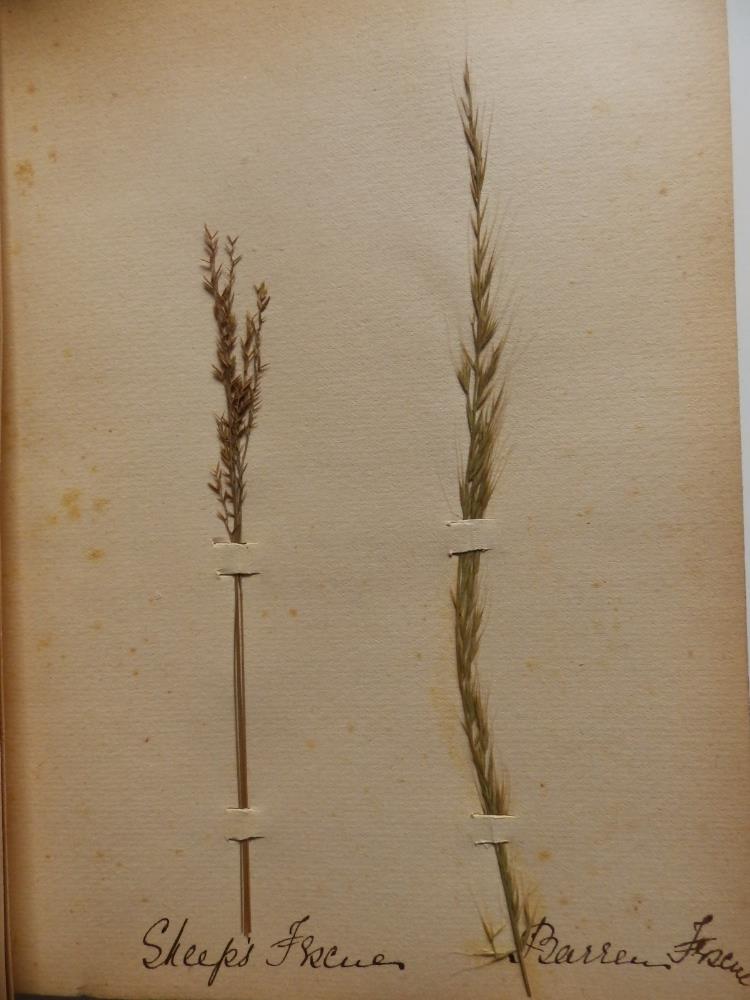 A Victorian scrap album, a smaller album containing 30 dried specimens of grasses, a family photo - Bild 12 aus 12