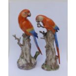 A pair of Meissen porcelain parrots, modelled perched on tall stumps, one eating a nut, their