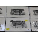 Six lithographs of cows and bulls, circa