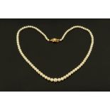 A graduated pearl necklace, with 9 ct gold clasp, length 46 cm.