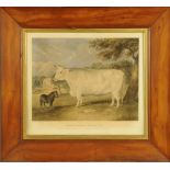 Thomas Fairland after R Harrington, coloured lithograph, "Short Horned White Ox", 39 cm x 49 cm,