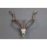 Taxidermy - Astor Markhor (Capra Falconeri) skull mount,