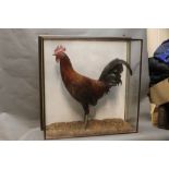 Taxidermy - A large cockerel, mounted in a four sided glazed case,